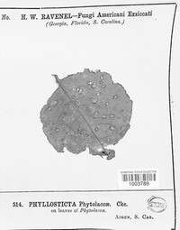 Phyllosticta phytolaccae image